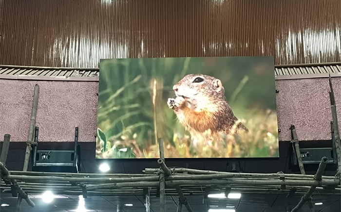 P2.5 indoor LED screen displaying a wildlife video of a squirrel at Government Medical College Jammu, installed by Vectradigi.